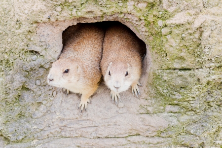 Two prairie dogs looking out of a small den with shallow depth of fieldの写真素材
