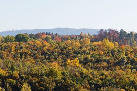 Detail of a colorful forest in autumnの写真素材