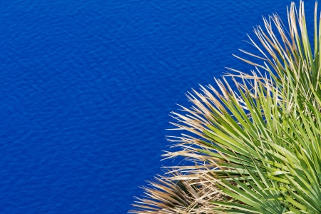 Detail of the leaves of a palm in front of the blue oceanの写真素材