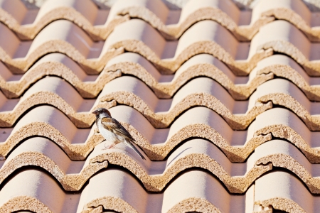 Detail of a roof with a sparrow in sunlightの写真素材