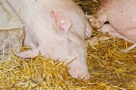 Detail of a sleeping pig with straw in the stable of a farmの写真素材