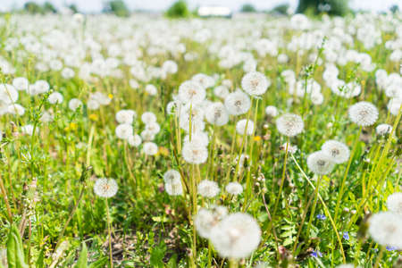 dandelionsの写真素材