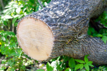 felled treesの写真素材