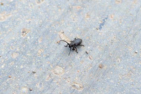 insect on the road