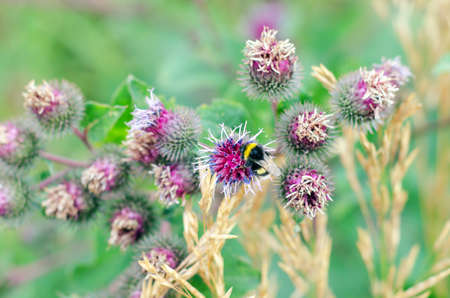 flowers in the fieldの写真素材