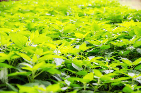 Large field with nettle summerの写真素材
