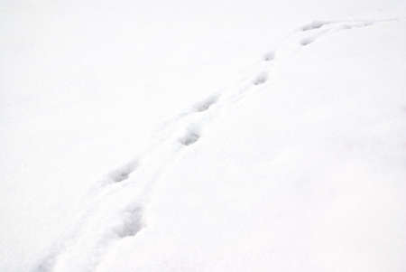 footprints in the snow in the winter