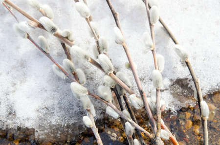 Willow twigs. Spring. snow. The end of winter.