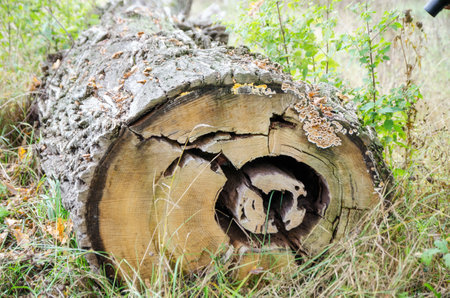 Tree trunk sawn lying on the grassの写真素材