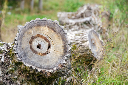 Tree trunk sawn lying on the grassの写真素材