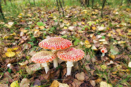 Mushrooms fly agaric growing on the grassの写真素材