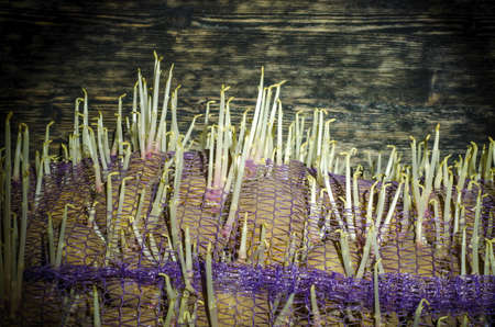 Potato sprouts grow through the gridの写真素材