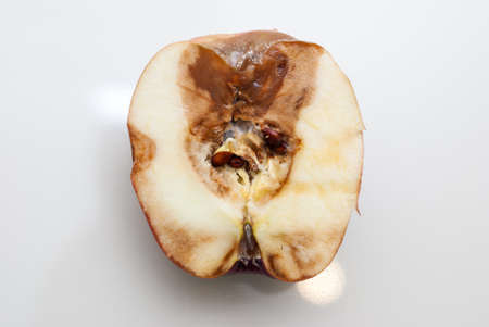 Rotten apple core. A spoiled fruit.の写真素材