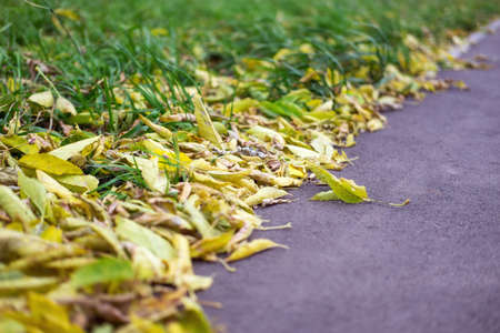 Yellow and dry autumn leaves lie on the asphaltの写真素材