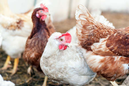 The hen is homemade. Cock. Village.の写真素材