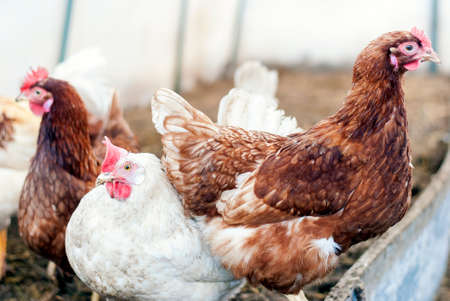 The hen is homemade. Cock. Village.の写真素材