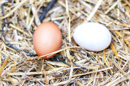 Chicken egg lies on the grassの写真素材