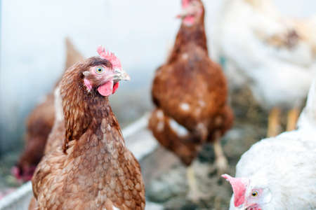 The hen is homemade. Cock. Village.の写真素材