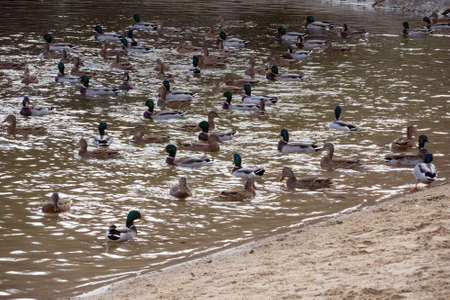 Wild ducks swim in a city pond.の写真素材