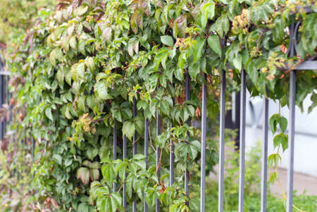 The grapes grow on the fence of the house.の写真素材