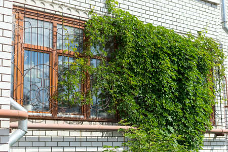 Wild grapes grow on the wall of the house.の写真素材
