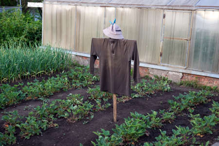 A scarecrow guards the harvest in the garden.の写真素材
