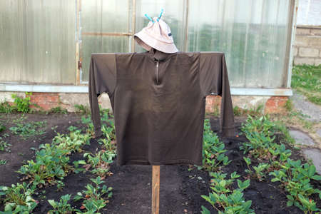 A scarecrow guards the harvest in the garden.の写真素材