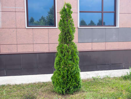 A thuja tree grows near a residential building.の写真素材