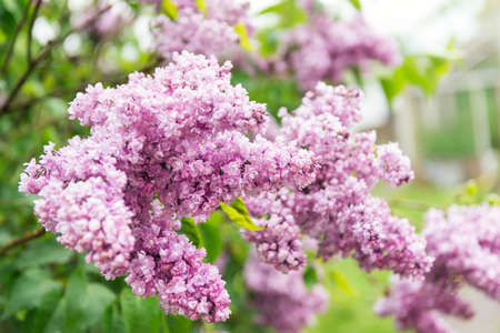 Blooming lilac bush in the garden. spring flowers.の写真素材