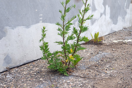 The grass grows through the asphalt in the city streets.