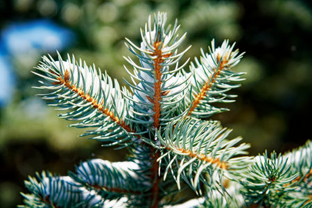 Branch of blue spruce close-up. winter background.