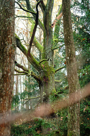 old big tree in the forest with moss and lichen on it
