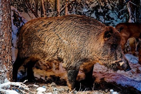 Wild boar (Sus scrofa) in winter forest.の写真素材
