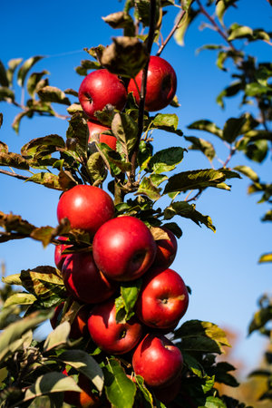 Red apples on a tree in an orchard in autumn, ready to harvest