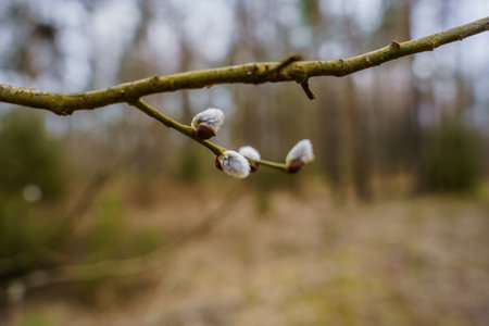 The first buds of willow in early spring, close-upの写真素材