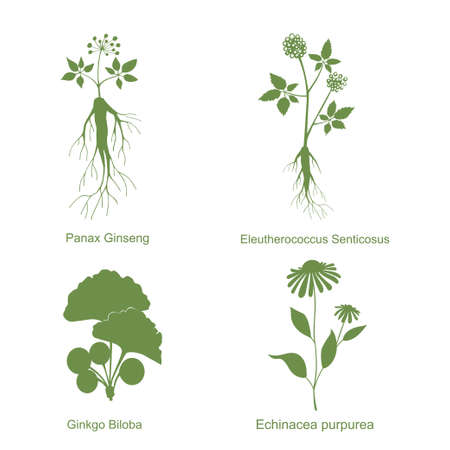 Silhouette of plants, vector illustration isolated whiteのイラスト素材