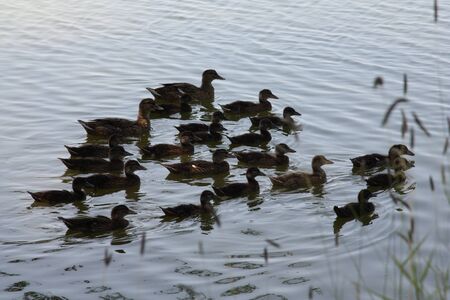 Ducksの写真素材