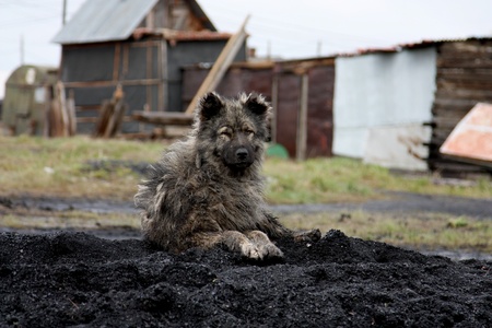 miner