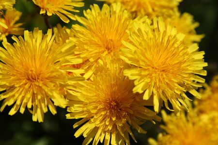 Dandelionの写真素材