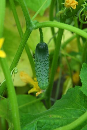cucumberの写真素材