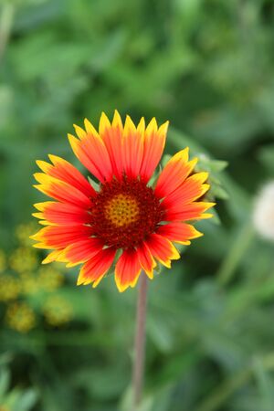 flowersの写真素材