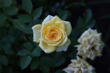 roseの写真素材