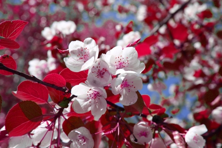 blooming apple treeの写真素材