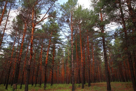 forestの写真素材