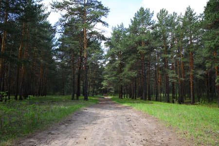 forestの写真素材