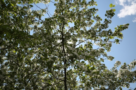 blooming apple treeの写真素材