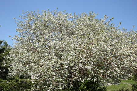 blooming apple treeの写真素材