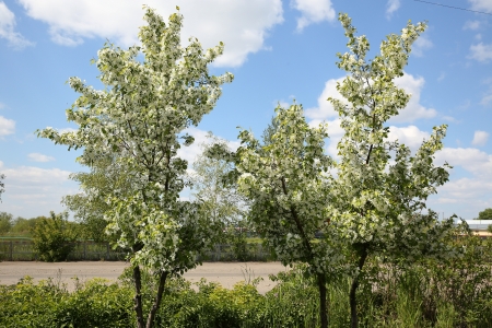 blooming apple treeの写真素材