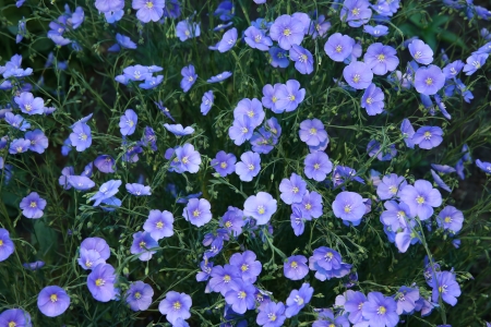 blue flaxの写真素材