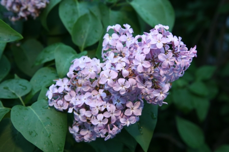 blooming lilacの写真素材